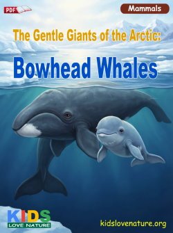 The Gentle Giants of the Arctic: Bowhead Whales