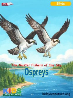 The Master Fishers of the Sky: Ospreys (Wetland Animals)